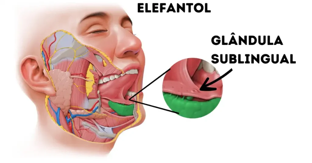 Ilustração da glândula sublingual explicando absorção rápida do Fignar Gotas abaixo da língua